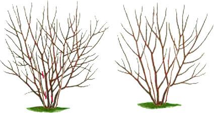 Як правильно робити обрізку кущів ірги