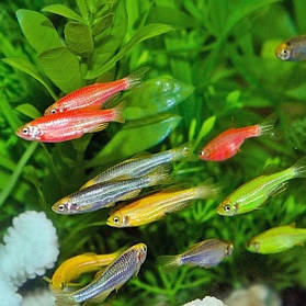 Акваріумна рибка даніо-реріо глофіш Glofish в асортименті 2-3 см