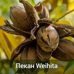 Орех пекан Weihita Трехлетний