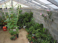 Земляна теплиця