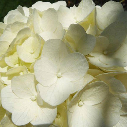 Гортензія волотиста Монт Блан / С3 / Hydrangea Mont Blanc, фото 1