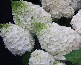 Гортензія волотиста Монт Блан / С3 / Hydrangea Mont Blanc, фото 5