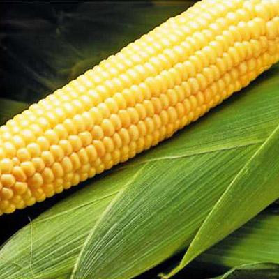 Насіння кукурудзи цукровоі, Бостон F1, (100000семян), Syngenta, Швейцарія