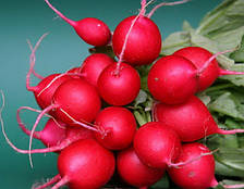 Насіння редису, Рондар F1, (10000семян), Syngenta, Швейцарія