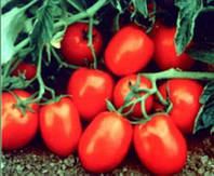 Семена детерминантного томата, Чибли F1, (2500семян), Syngenta, Швейцария