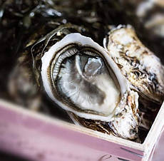 Устриця Чорна королева №2 (Франція) (мінімальне замовлення 20шт)