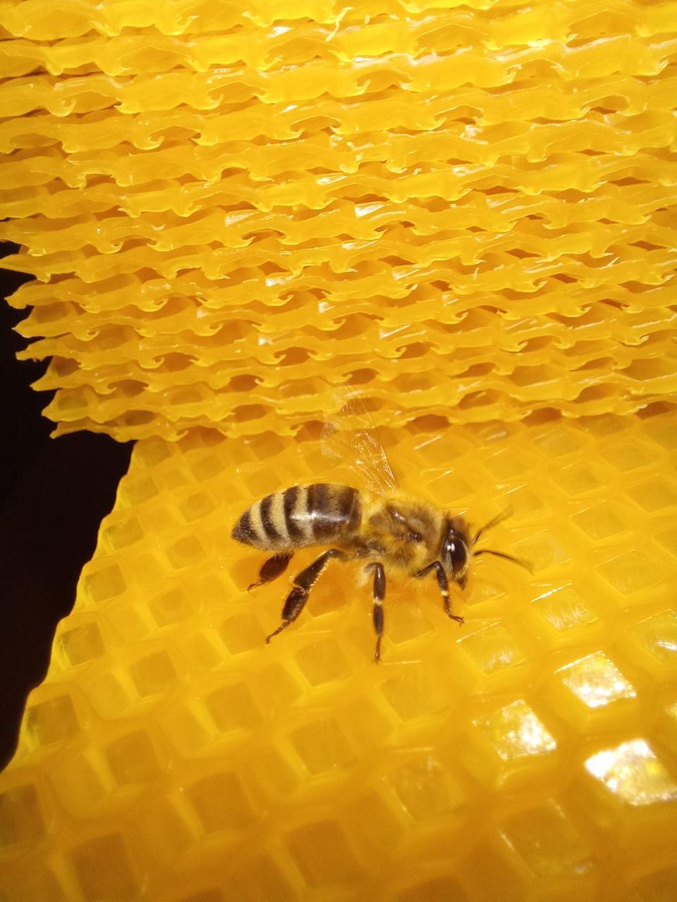 Вощина Рута (230) 2 кг. Обмін воску на вощину, фото 1