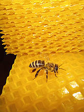 Вощина Рута (230) 2 кг. Обмін воску на вощину