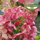 Hydrangea paniculata 'Mega Mindy', Гортензія волотиста 'Мега Мінді',C2 - горщик 2л, фото 2