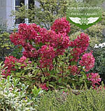 Hydrangea paniculata 'Mega Mindy', Гортензія волотиста 'Мега Мінді',C2 - горщик 2л, фото 3