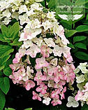 Hydrangea paniculata 'Mega Mindy', Гортензія волотиста 'Мега Мінді',C2 - горщик 2л, фото 10