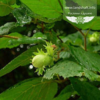 Corylus avellana 'Webbs Prize Cobb', Ліщина європейська 'Вебз Прайз Коб',C7.5 - горщик 7,5л