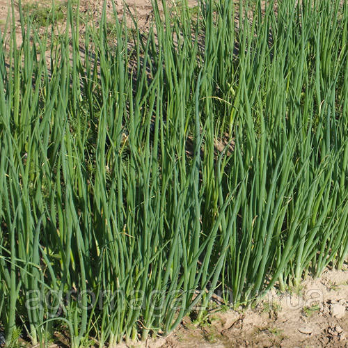 Цибуля Легіонер (100г) насіння на перо Breeding seeds (Гавриш)