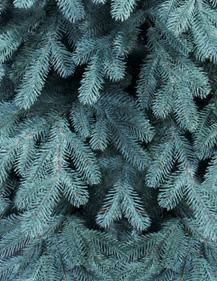 Штучна ялинка лита ГРАЖИНА блакитна 1.8 - 3 м. арт. С080, фото 2