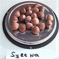 Саженцы ореха фундук сорт "Сирена" в контейнере 2,5 литра, рост 1,1-1,6 м