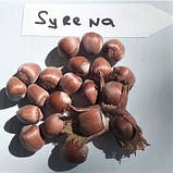 Саджанці горіха фундук сорт "Сирена" у контейнері 2,5 літра, зріст 1,1-1,6 м, фото 3