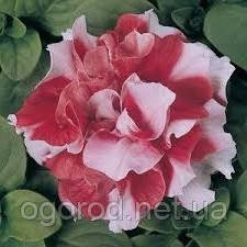Петунія Duo (multiflora) махрова Pan American Red&White 1000 шт.