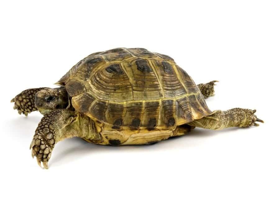 Среднеазиатская сухопутная черепаха - фото 1 - id-p1265694142
