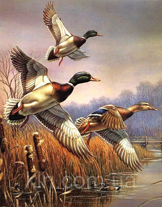 Алмазна вишивка на підрамнику 40 х 50 см Полювання на качок (арт. TN954), фото 1