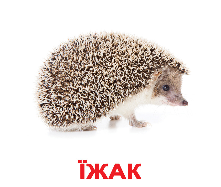 Картки Домана "Дикі тварини" від Вундеркінд із пелюшок, великі, з фактами. 2100064095207