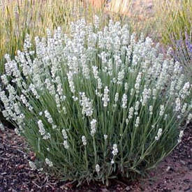 Лаванда вузьколиста Edelweiss 2 річна, Лаванда вузьколиста Эделвейс, Lavandula angustifolia Edelweiss