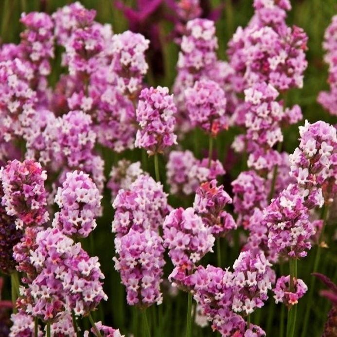 Лаванда вузьколиста Rosea 2 річна, Лаванда вузьколиста Розеа, Lavandula angustifolia Rosea