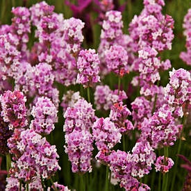 Лаванда вузьколиста Rosea 2 річна, Лаванда вузьколиста Розеа, Lavandula angustifolia Rosea