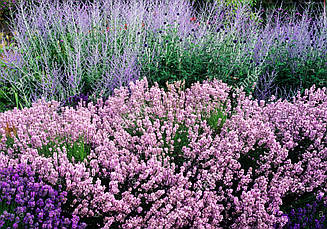 Лаванда вузьколиста Rosea 2 річна, Лаванда вузьколиста Розеа, Lavandula angustifolia Rosea, фото 3
