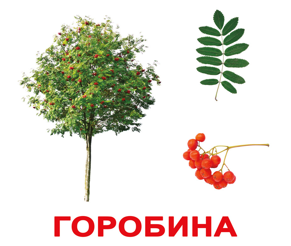 Картки Домуна "Дерева" від Вундеркінд із пелюшок, великі, з фактами. 2100064097034