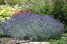 Лаванда вузьколиста Dwarf Blue 2 річна, Лаванда узколистная Дварф Блю, Lavandula angustifolia Dwarf Blue, фото 4