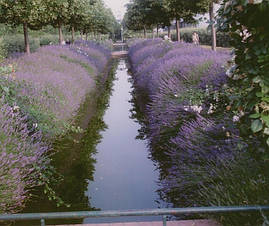 Лаванда вузьколиста Dwarf Blue 2 річна, Лаванда узколистная Дварф Блю, Lavandula angustifolia Dwarf Blue, фото 2