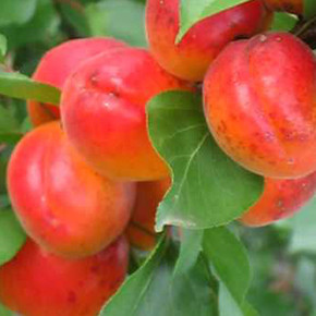 Абрикос Хар Огем (середньо-пізній), фото 1