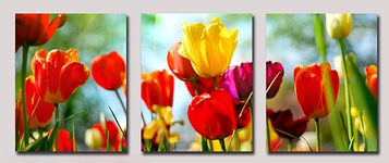 Картина за номерами «Садові тюльпани» 50х150 см Триптих Babylon(DZ-093)