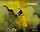 Кольоровий дим для фотосесії Жовтий Maxsem MA0514 Yellow smoking fountain 60 сек, фото 4