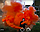 Кольоровий дим для фотосесії Помаранчевий Maxsem MA0514 Orange smoking fountain 60 сек, фото 3