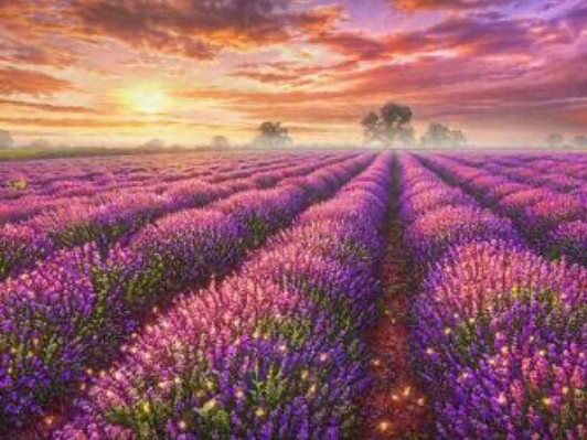 Алмазна мозаїка Лавандове поле DM-360 (30 х 40 см) Алмазна мозаїка, фото 1