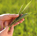 ВСЕ ДЛЯ ПОЛЯ