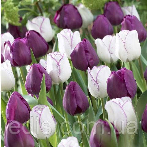 Арт-набір Незнайомка 7 цибулин