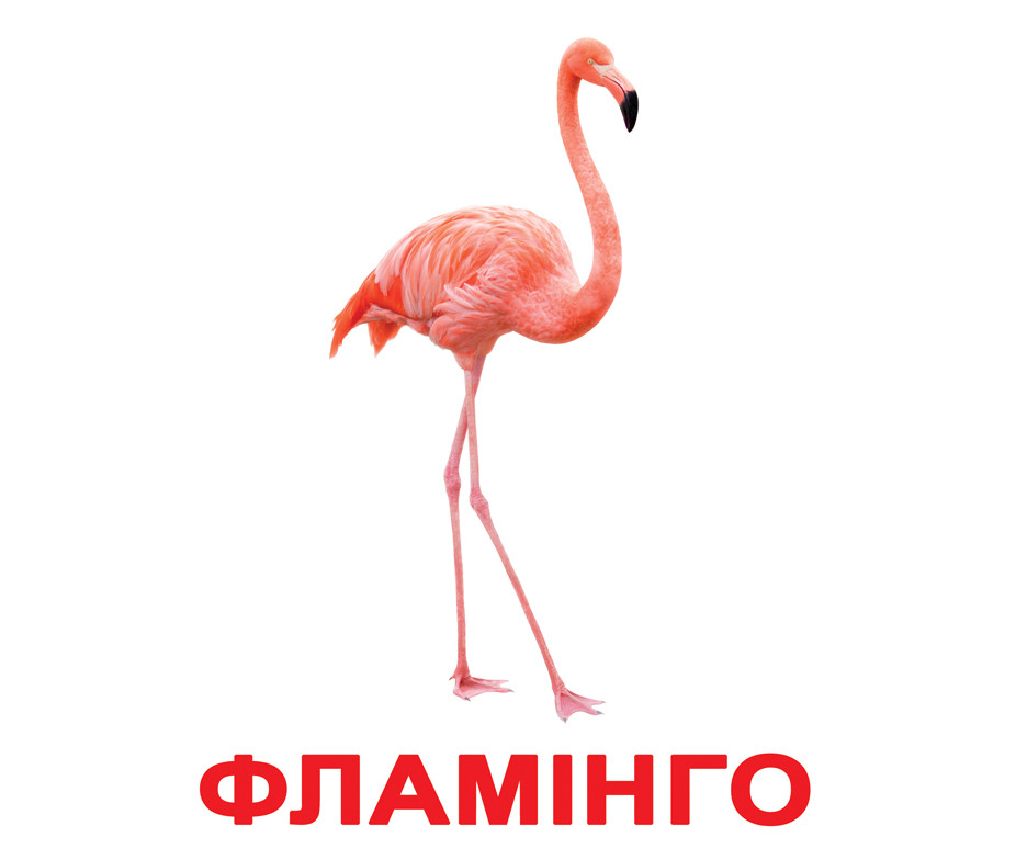 Картки Домана "Птахи" від Вундеркінд із пелюшок, великі, з фактами. 2100064096532