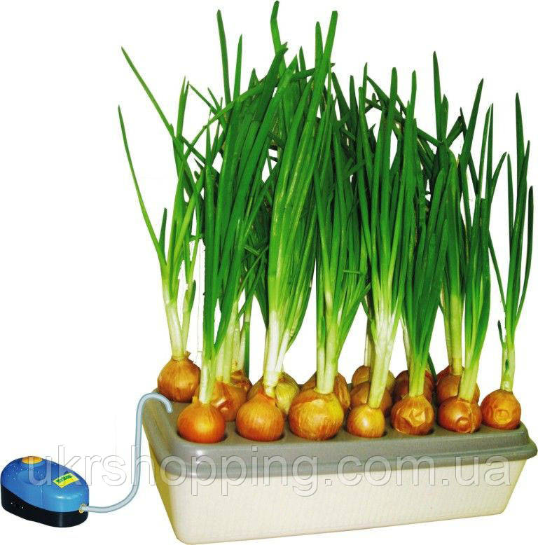 Установка для выращивания зеленого лука Луковое счастье, гидропоника для дома (SH) - фото 1 - id-p891777321