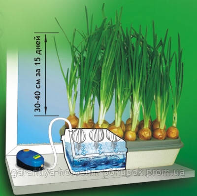 Установка для выращивания зеленого лука Луковое счастье, гидропоника для дома (GA) - фото 5 - id-p891538499