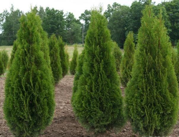 Коштовність та глибина кореневої системи