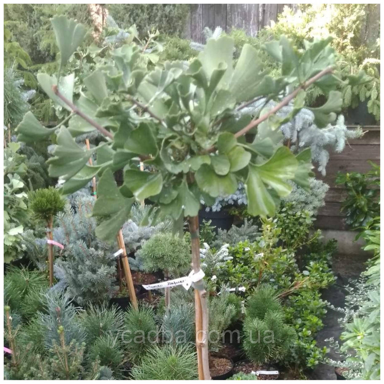 Гінкго білоба Марікен на штані, фото 1