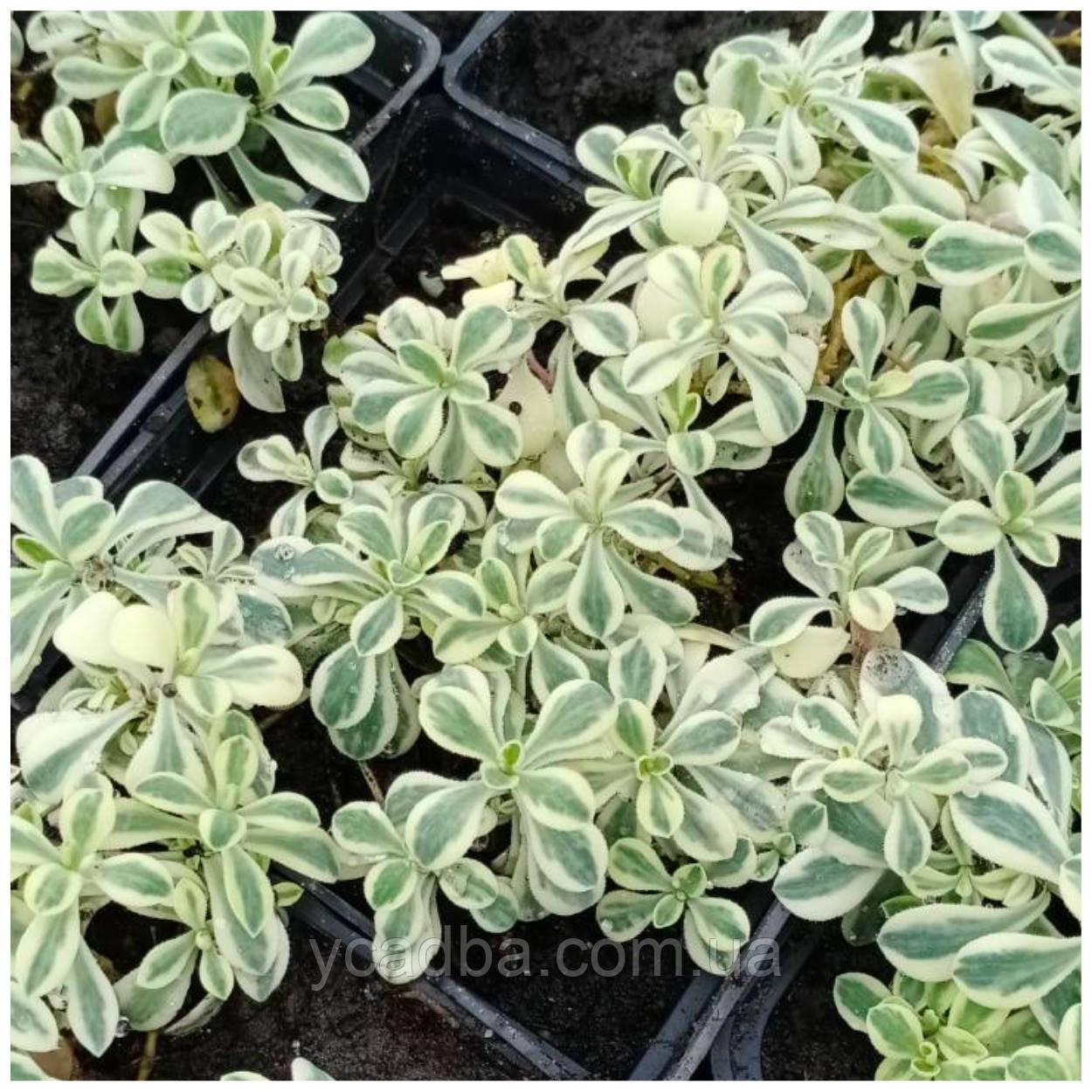 Смілка (Смолевка) Druett's Variegated (горщик 0,5л)