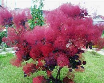 Скумпія шкіряста Royal Purple 3 річна, Cotinus coggygria Royal Purple