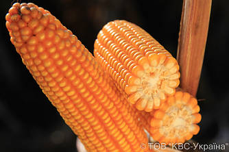 Насіння кукурудзи KWS Рональдіно (ФАО-210)