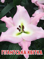 Лілія з гігантською квіткою Macerata цибулини 12/14