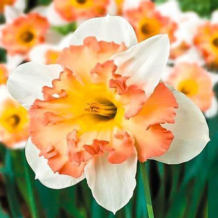 Луковиці нарцисів Пінк Вандер (Pink Wonder) (2 шт.) - фото 1 - id-p1249949906