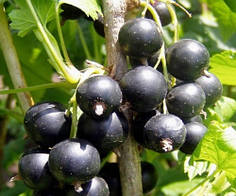 Саджанці смородини Бен Конан 1 річні