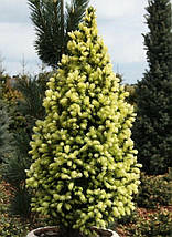Ялина канадська Дабл Селебрейшн / h 50-60 / Picea Celebration, фото 4